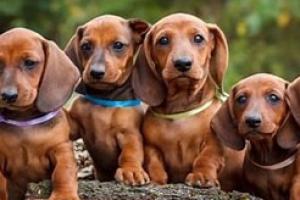 Mascotas Sin datos  VENDO SALCHICHA